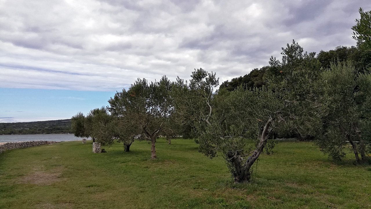 Olivový háj na ostrově Košljun